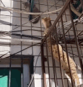 猫中消防员
